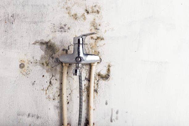 Best Bathroom Mold Remediation in East Valley, NV