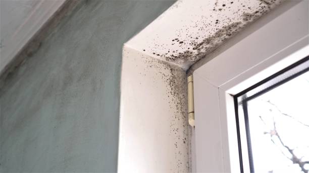 Best Localized Mold Remediation (e.g., coastal areas, humid climates) in East Valley, NV