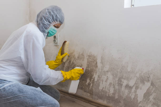 Best Attic Mold Remediation in East Valley, NV