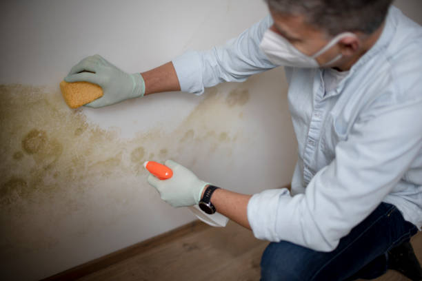 Best Bathroom Mold Remediation in East Valley, NV