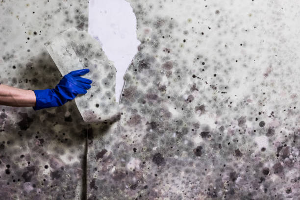 Best Preventive Mold Services in East Valley, NV